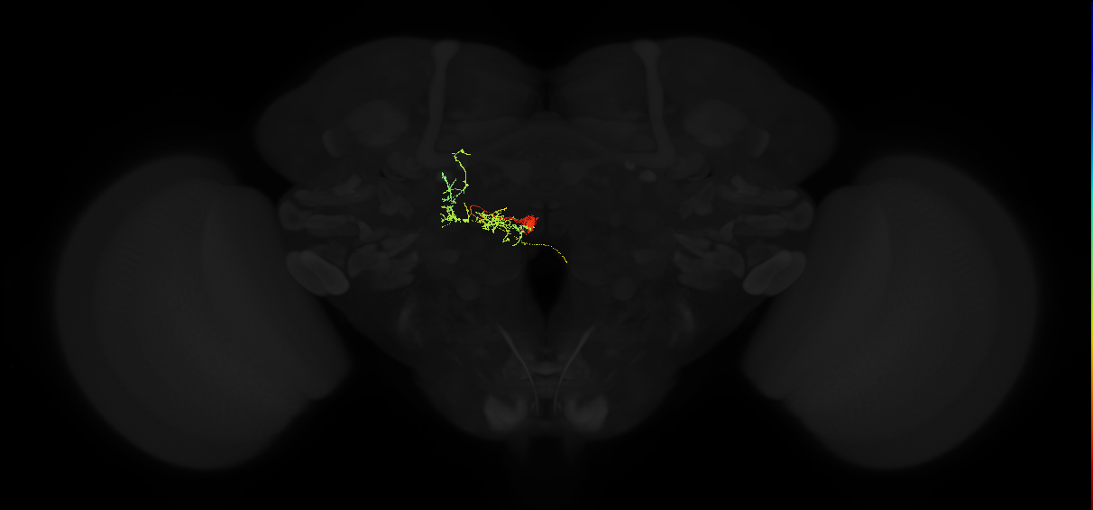 descending neuron of the posterior brain DNp13 (female)