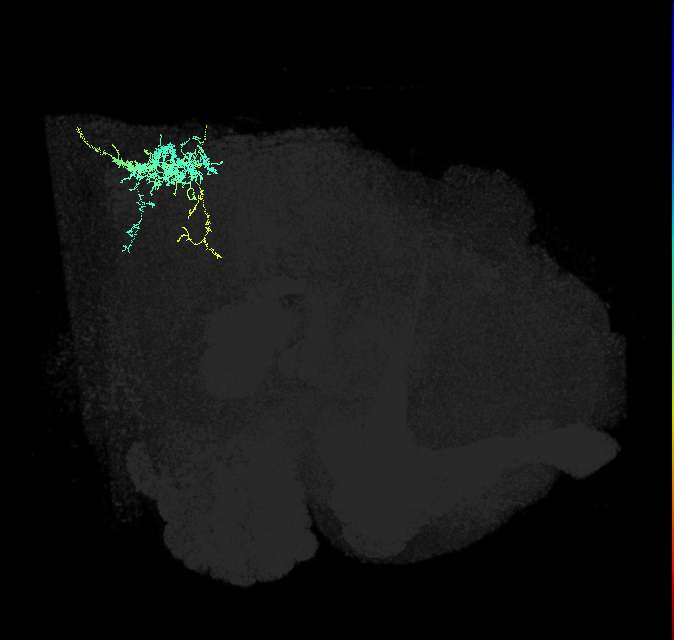 descending neuron of the posterior brain DNp15
