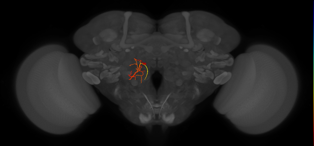 DNp16(PVM02)_L (FlyEM-HB:5812990995)