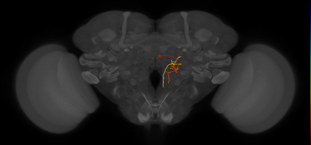 DNp16_R (FlyEM-HB:1436330964)