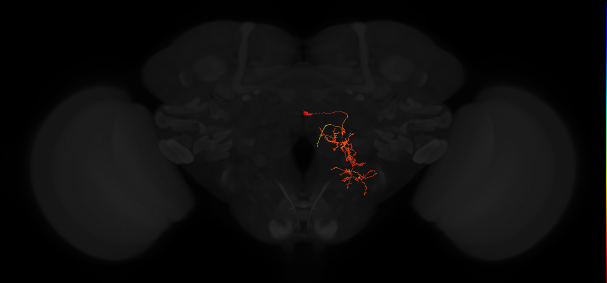 descending neuron of the posterior brain DNp16