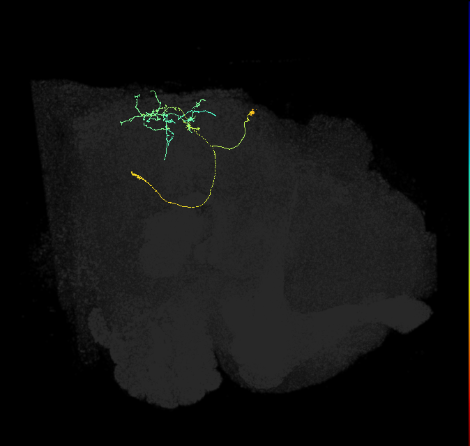 DNp16/17_R (FlyEM-HB:5813050779)