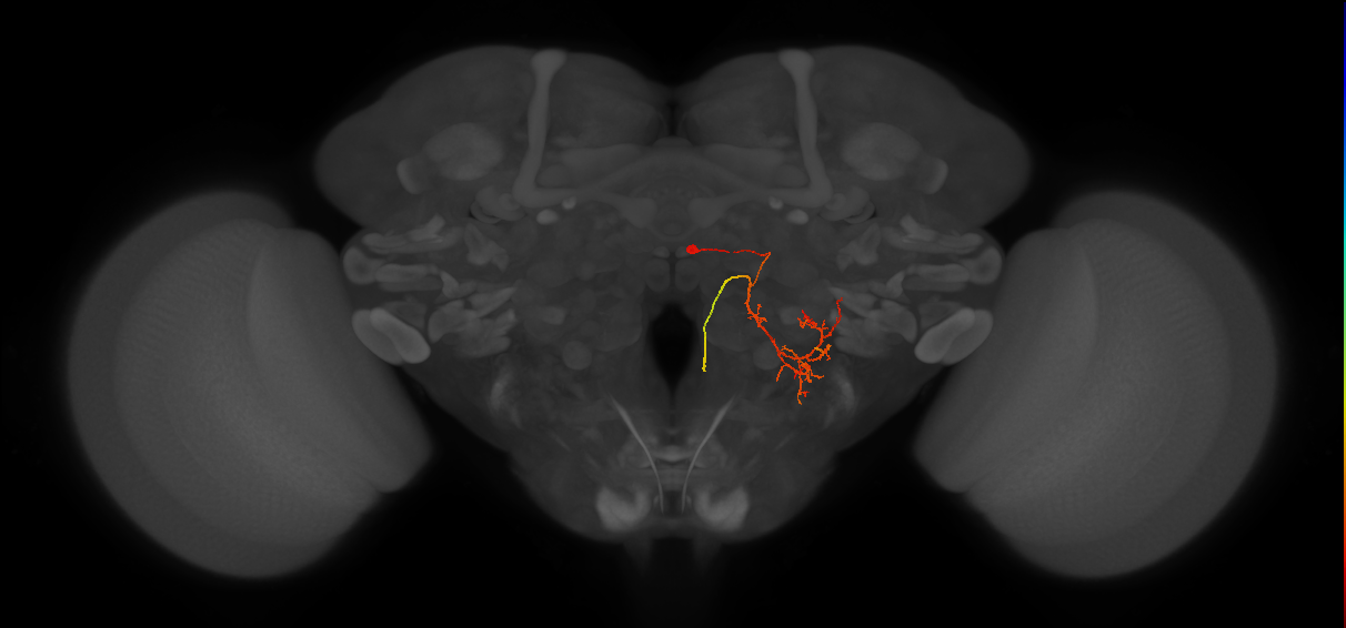 DNp16/17_R (FlyEM-HB:5813050779)