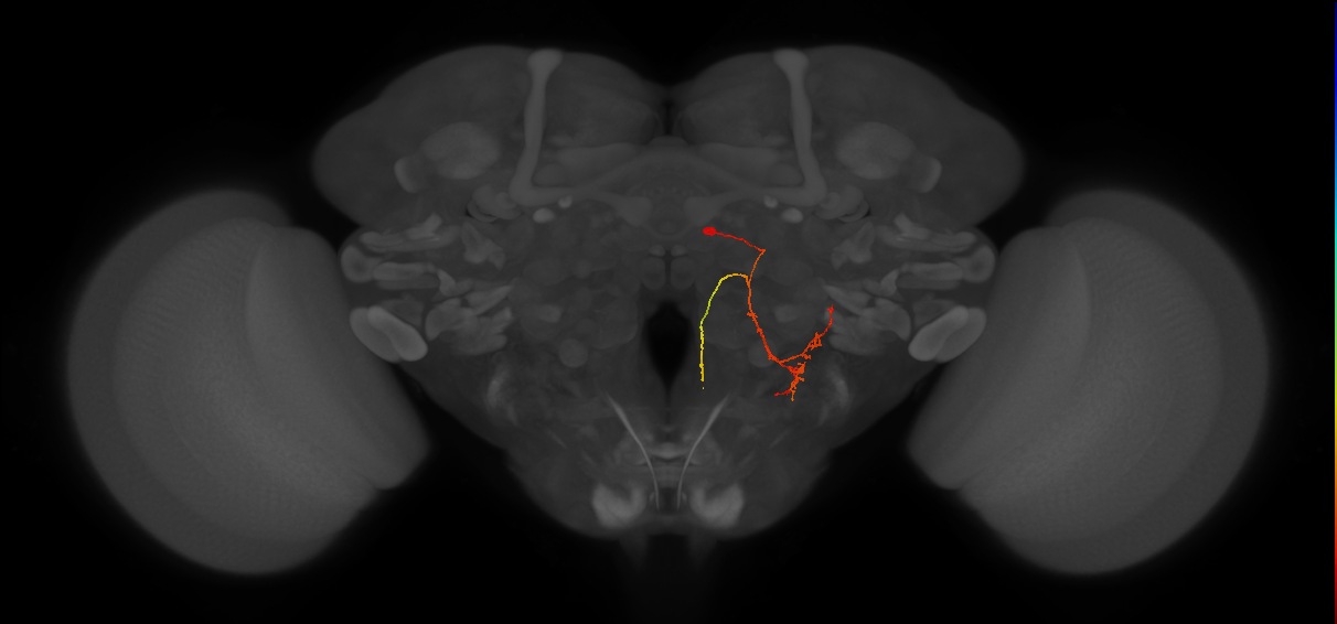 DNp16/17_R (FlyEM-HB:5813108230)