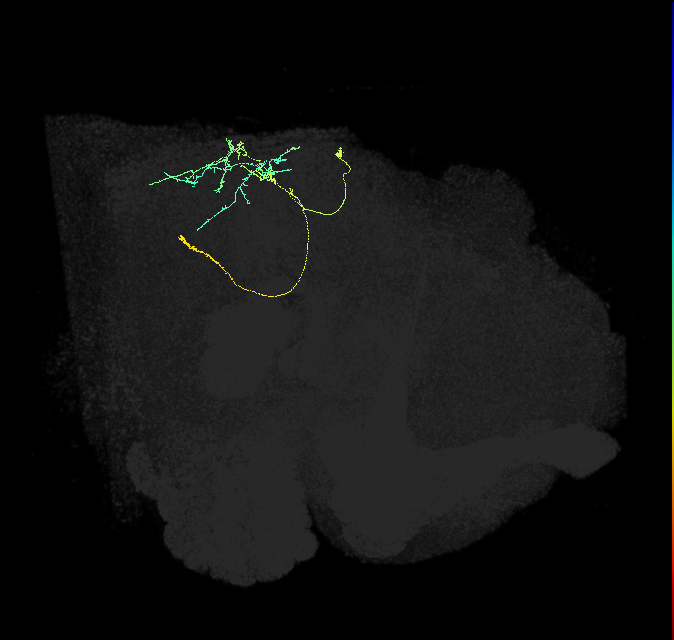 DNp16/17_R (FlyEM-HB:5813056516)