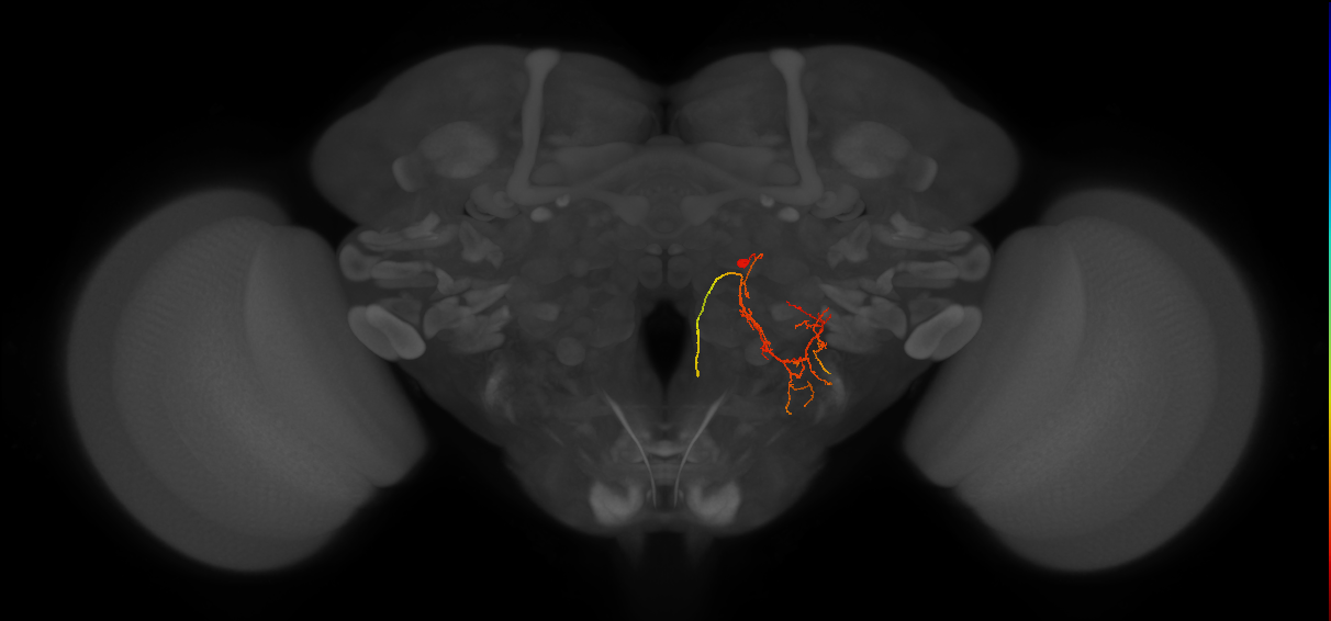 DNp16/17_R (FlyEM-HB:5813056516)