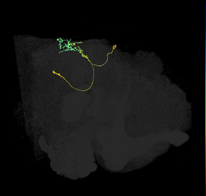 DNp16/17_R (FlyEM-HB:1655626125)