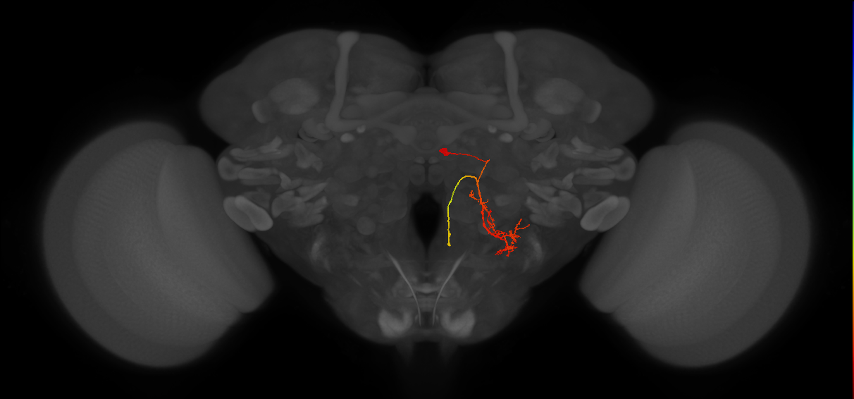 DNp16/17_R (FlyEM-HB:1655626125)