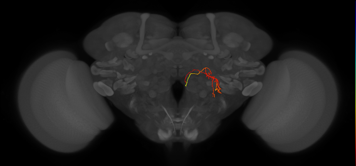DNp17_R (FlyEM-HB:1498033920)