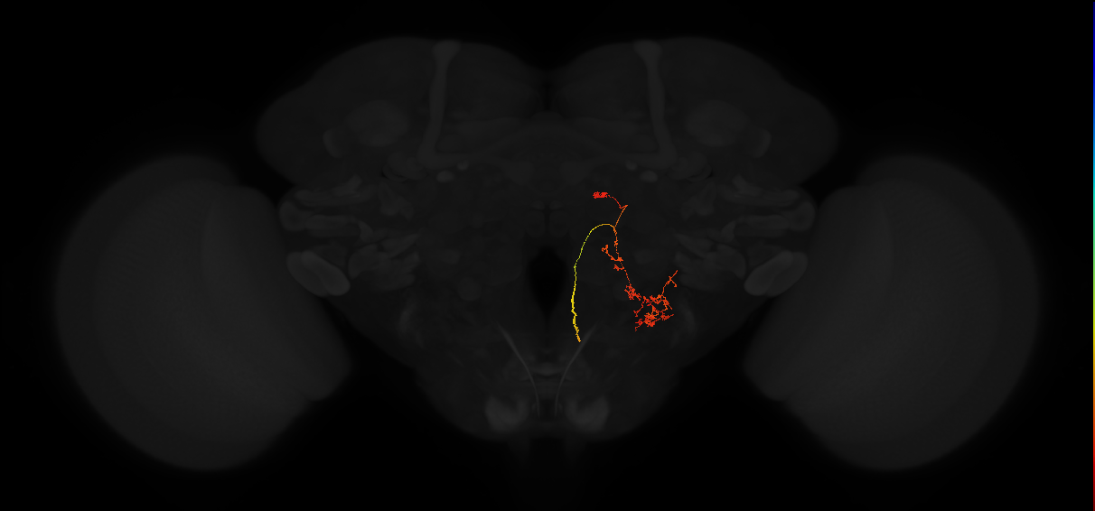 descending neuron of the posterior brain DNp17