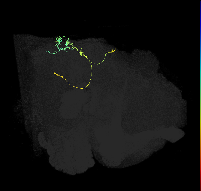 descending neuron of the posterior brain DNp17