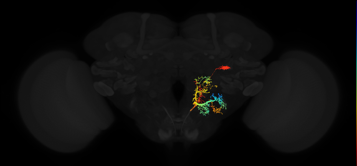 descending neuron of the posterior brain DNp18