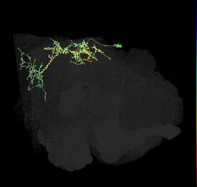 descending neuron of the posterior brain DNp19