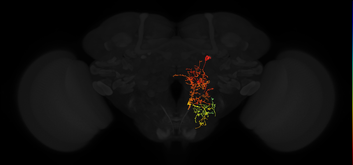 descending neuron of the posterior brain DNp19