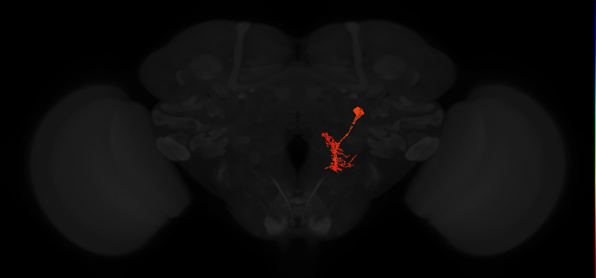 descending neuron of the posterior brain DNp20