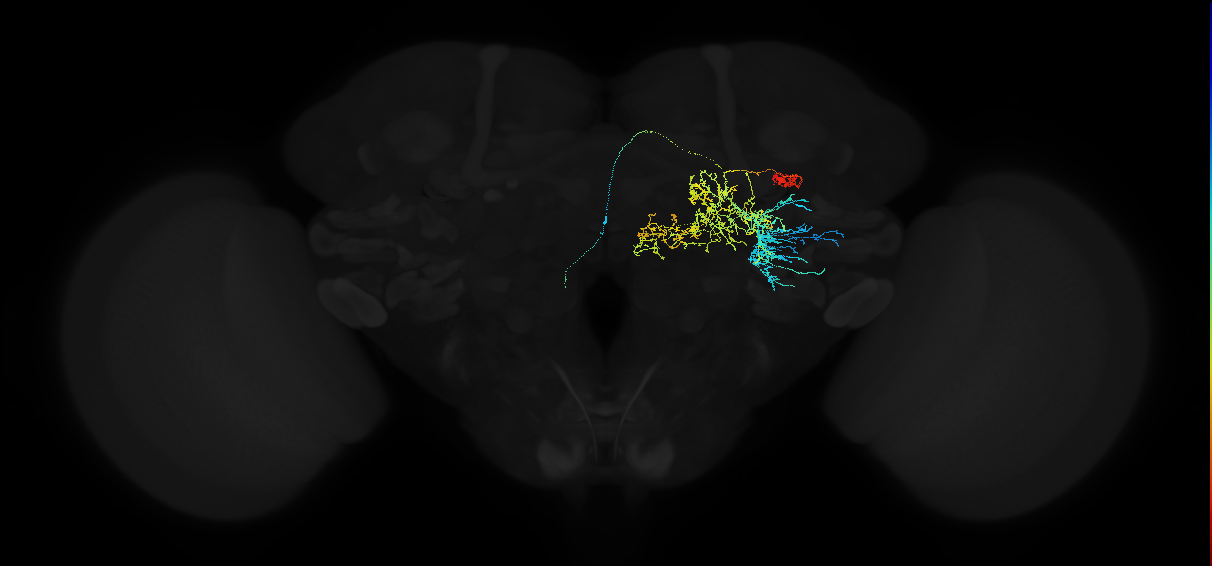 descending neuron of the posterior brain DNp23