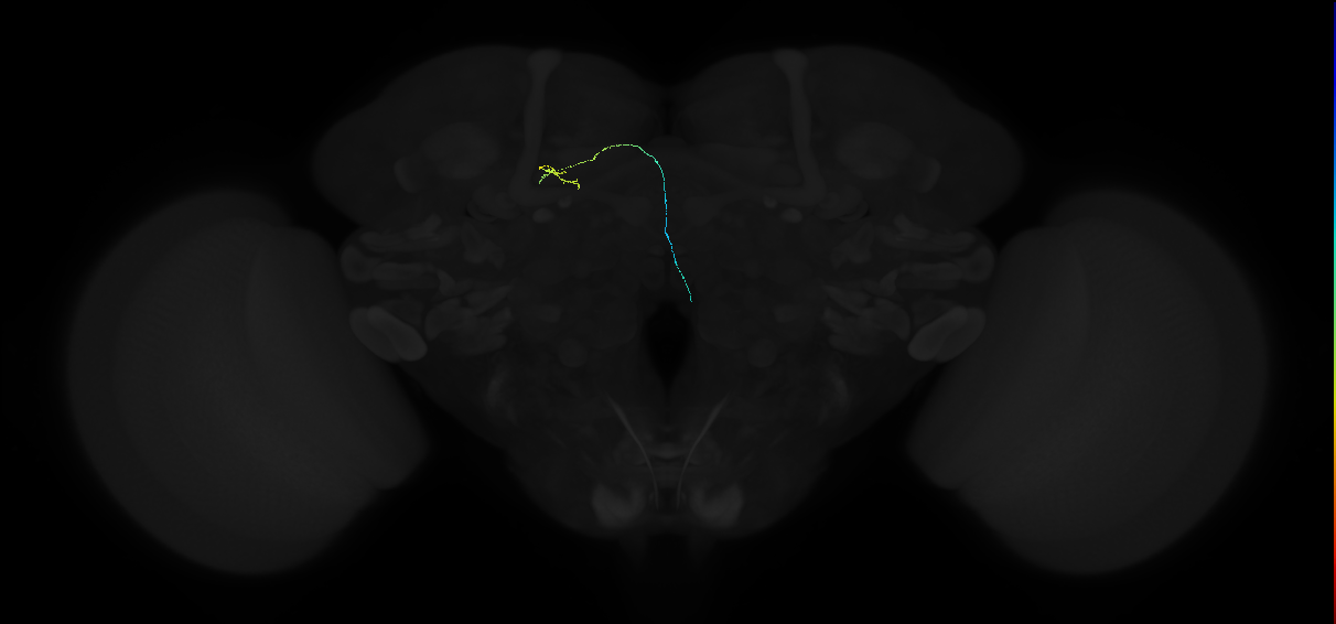 descending neuron of the posterior brain DNp23