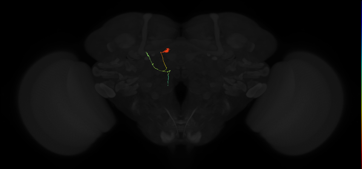 descending neuron of the posterior brain DNp24