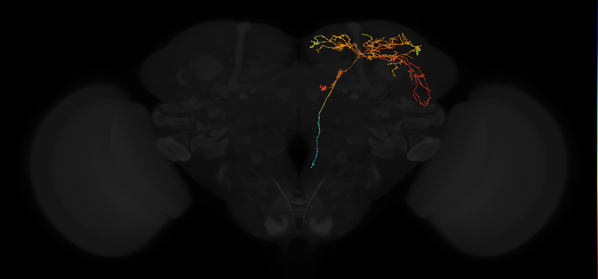 descending neuron of the posterior brain
