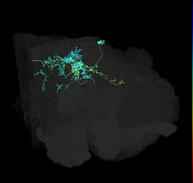 descending neuron of the posterior brain DNp26