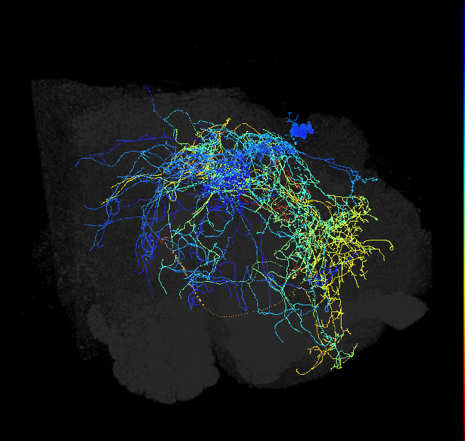 descending neuron of the posterior brain DNp27