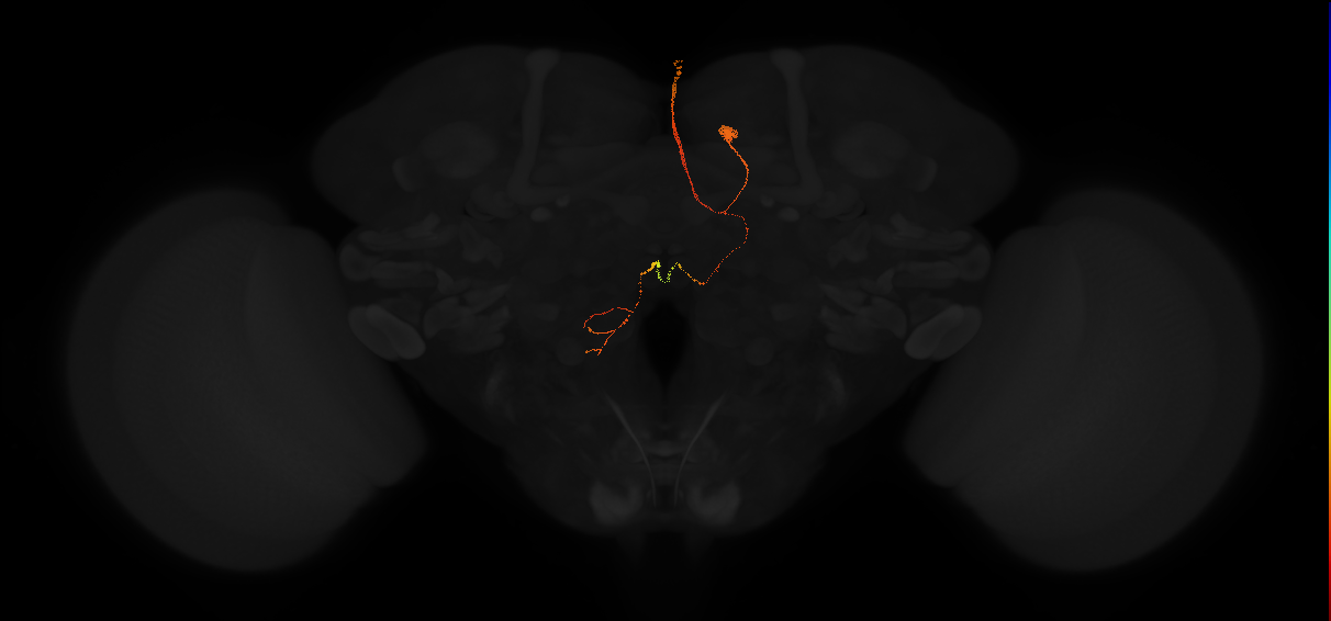 descending neuron of the posterior brain DNp28