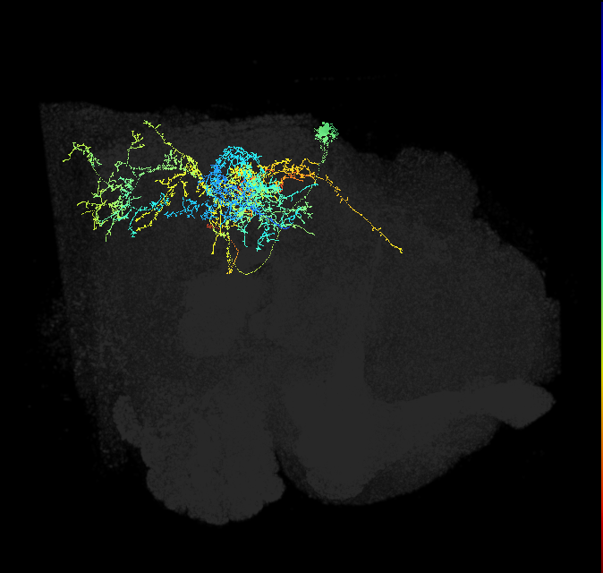 descending neuron of the posterior brain DNp31