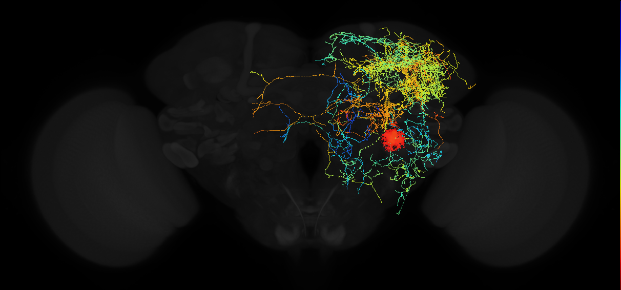 adult antennal lobe descending neuron