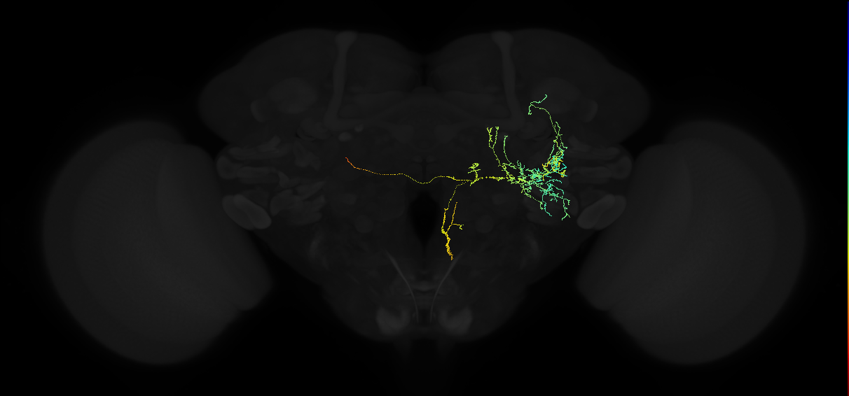 descending neuron of the posterior brain DNp34
