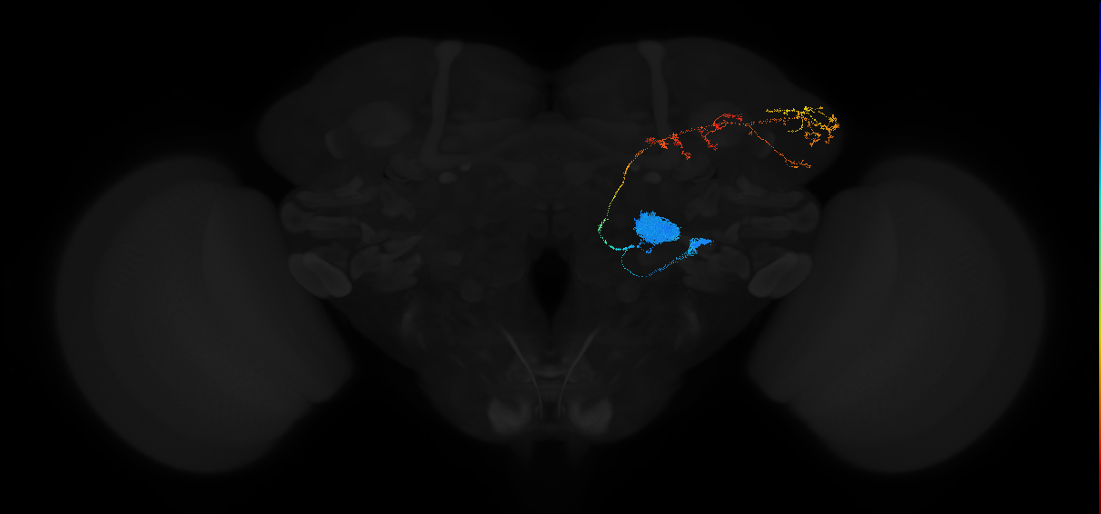 adult antennal lobe projection neuron DP1l adPN