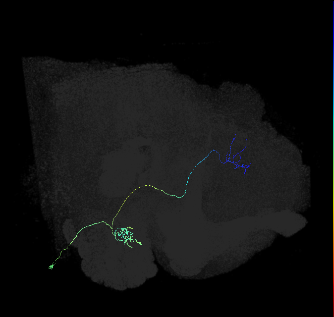 adult antennal lobe projection neuron DP1