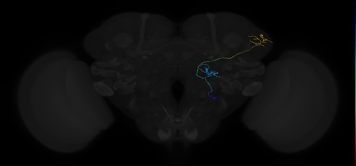 adult antennal lobe projection neuron DP1l vPN