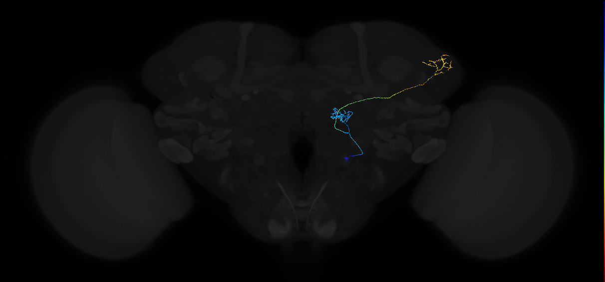 adult antennal lobe projection neuron DP1m vPN
