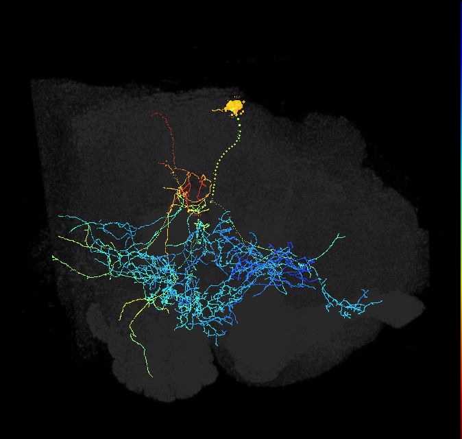 DSKMP1A_R (FlyEM-HB:1135837629)