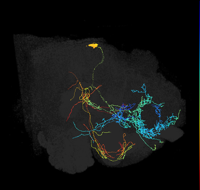 DSKMP1B_R (FlyEM-HB:1352077058)