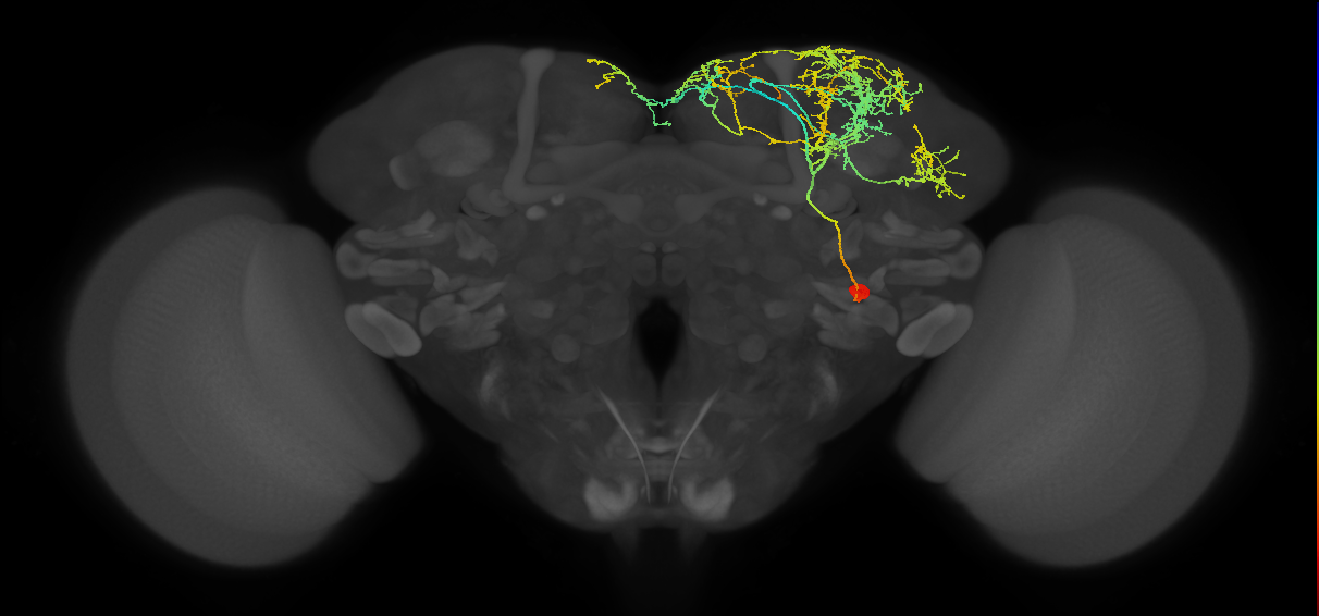 DSKMP3_R (FlyEM-HB:327937328)