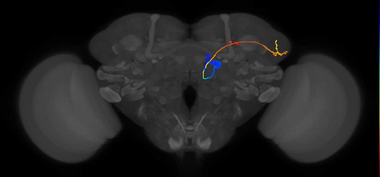 D_adPN_R (FlyEM-HB:5813038889)