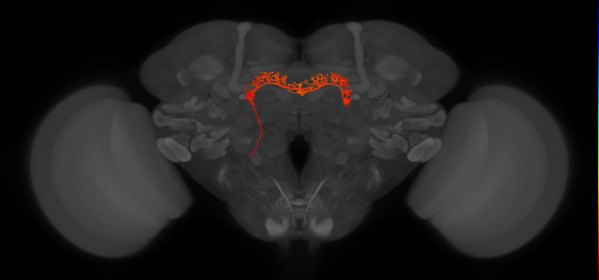 Delta7(PB15)_L8R1R9_L (FlyEM-HB:911911193)