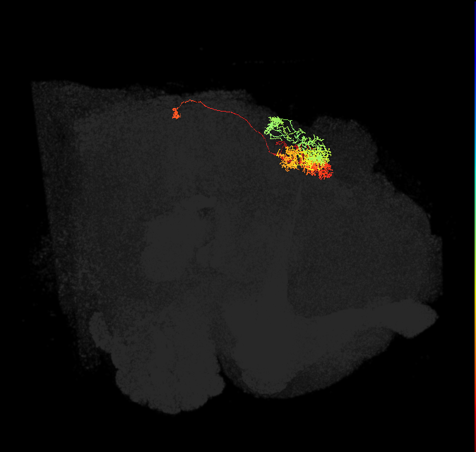 Delta7(PB15)_L8R1R9_L (FlyEM-HB:910783883)