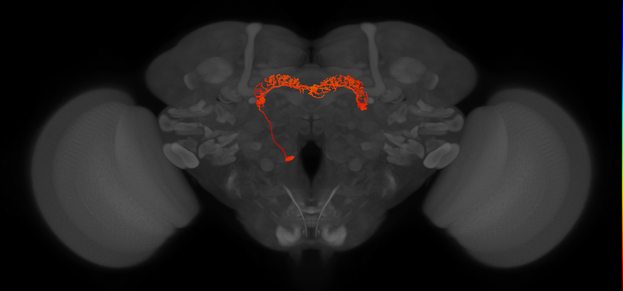 Delta7(PB15)_L8R1R9_L (FlyEM-HB:910783883)