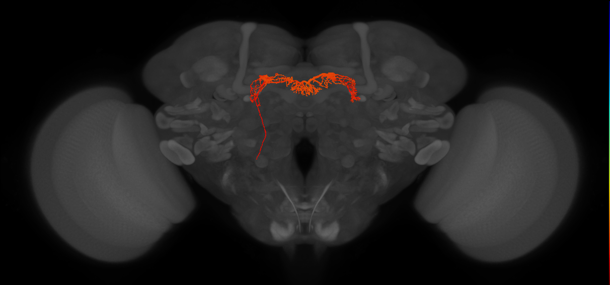 Delta7(PB15)_L5R4_L (FlyEM-HB:910801332)