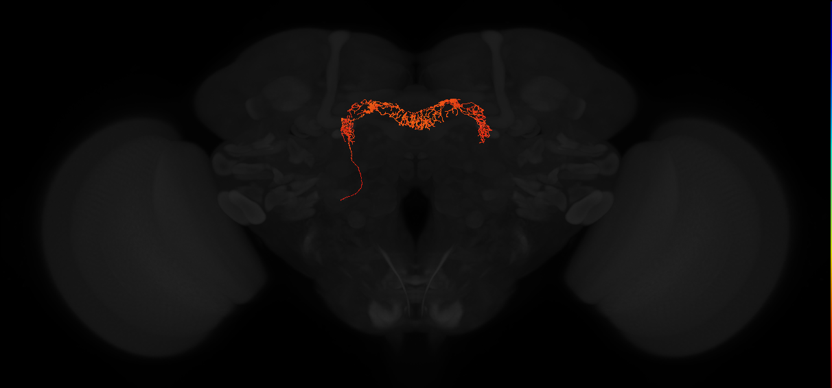 adult intrinsic protocerebral bridge 18 glomeruli-glomeruli 5 and 4 neuron