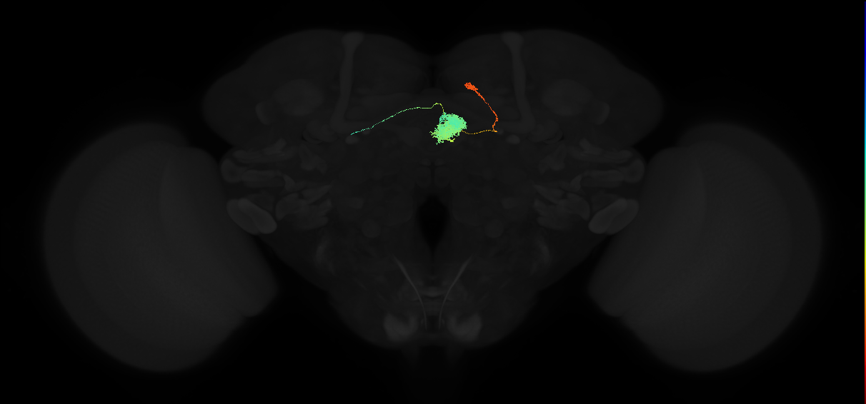 adult ellipsoid body-dorsal gall surround neuron