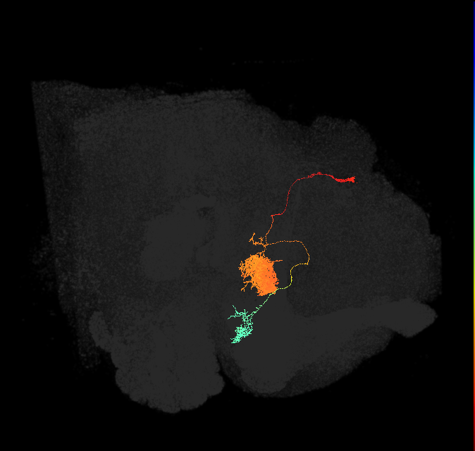 EL(EQ5)_L (FlyEM-HB:1036753721)