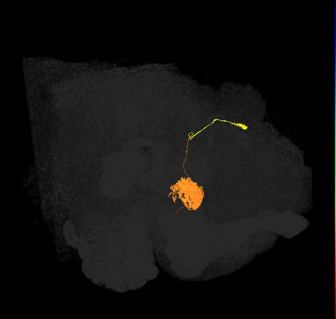 EL(EQ5)_R (FlyEM-HB:1192152791)