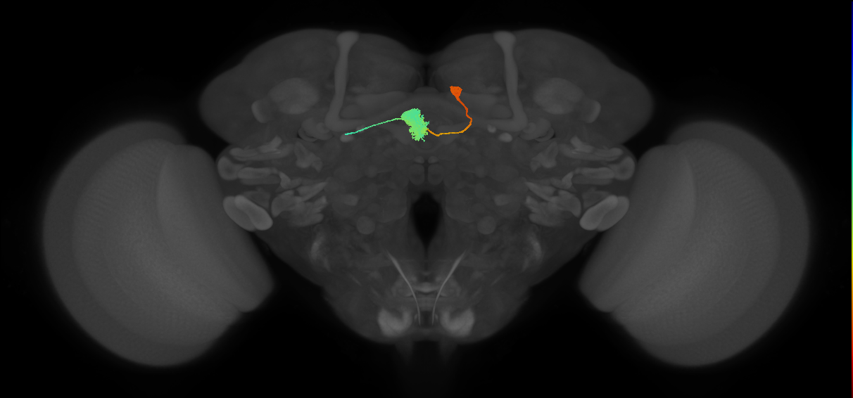 EL(EQ5)_R (FlyEM-HB:1192152791)