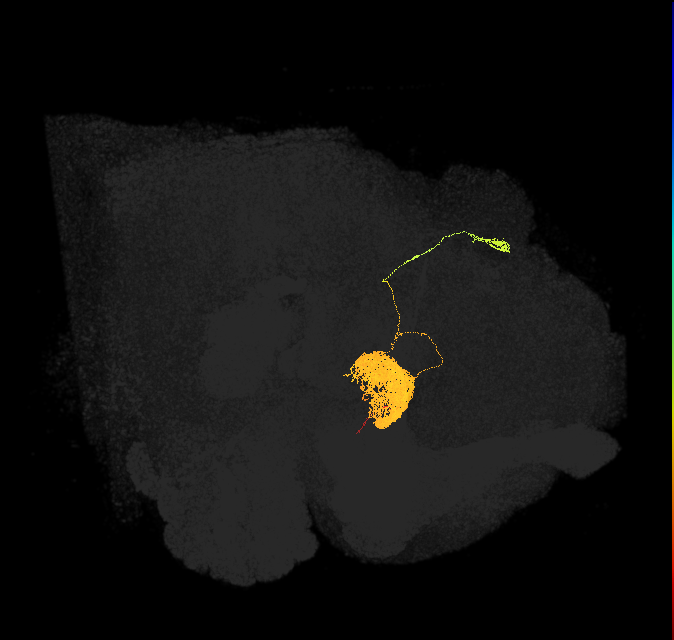 EL(EQ5)_R (FlyEM-HB:725942718)