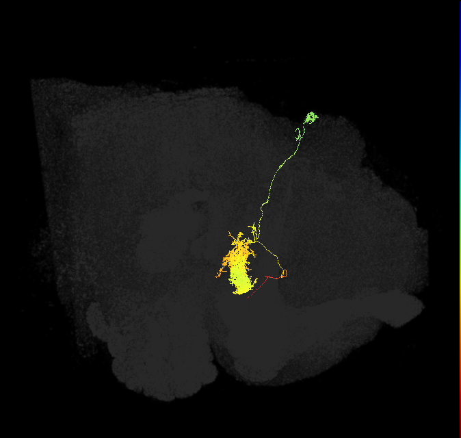 EL(EQ5)_R (FlyEM-HB:1034220115)