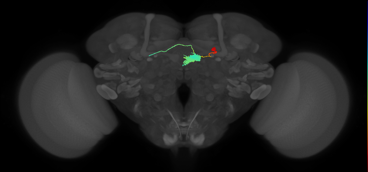 EL(EQ5)_R (FlyEM-HB:1034220115)