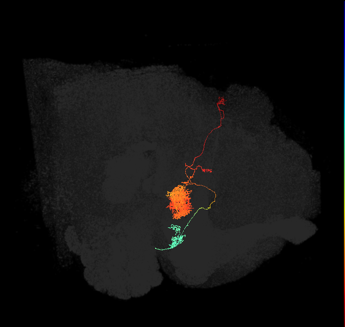 EL(EQ5)_L (FlyEM-HB:1066088381)
